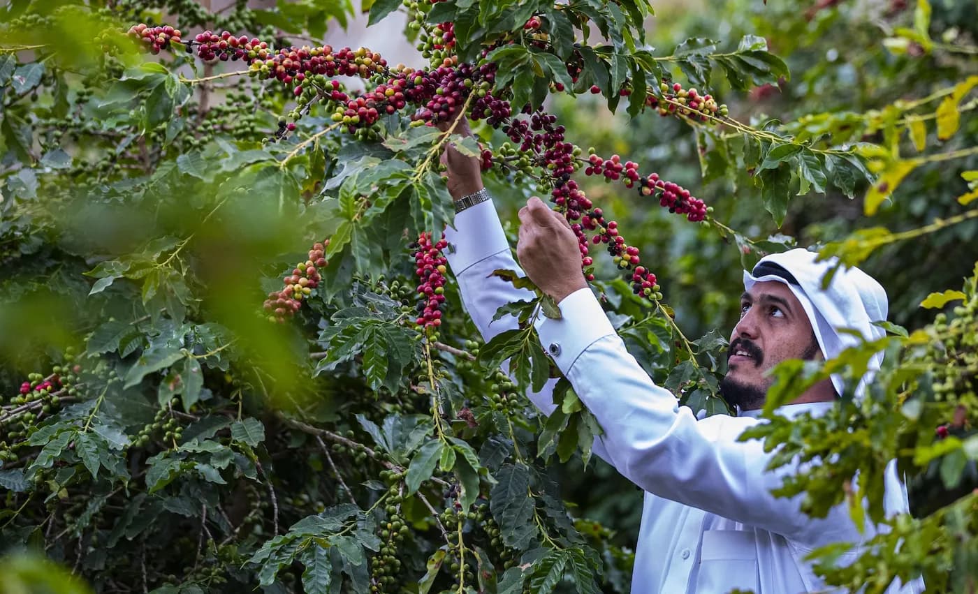 البن