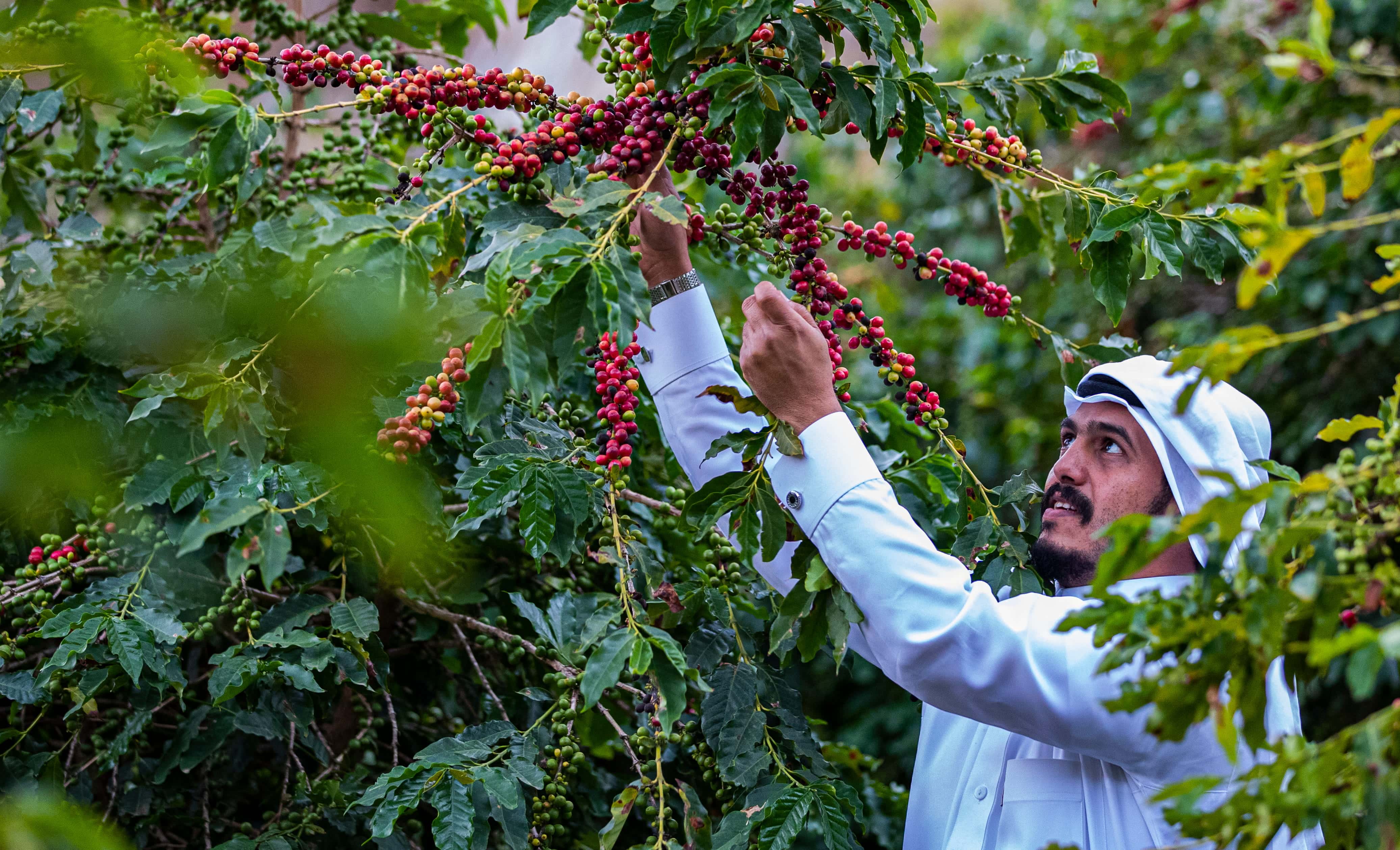 Experience visiting the Asiri coffee farms in Rijal Almaa